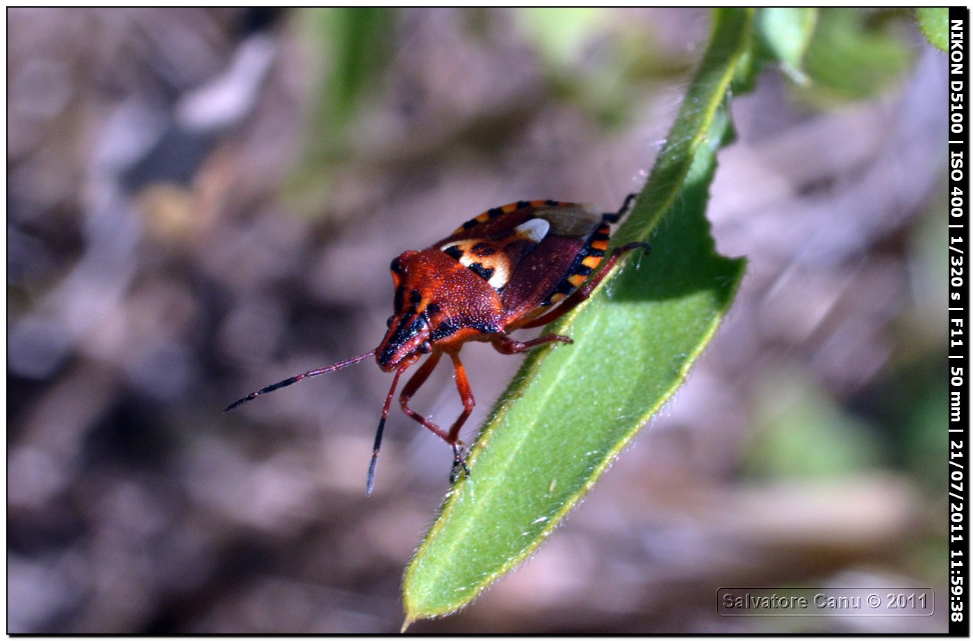 Pentatomidae: Codophila varia in Sardegna (SS)